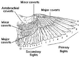 Wing Feather Chart Pet Birds Birds For Sale Flight Feathers