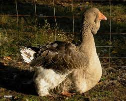 They are heavy birds with plumage that is softer and fuller than average farmyard geese. Toulouse Geese