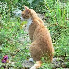 In san antonio there's a neighborhood that says all their ground nesting birds are dead. 4 Ways To Keep Cats Out Of The Garden Horticulture