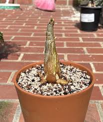 Image result for Cyphostemma quinatum