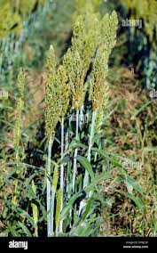 Image result for Echinochloa frumentacea