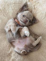Lilac Chihuahua Cute Chihuahua Chihuahua Puppies Lilac Chihuahua