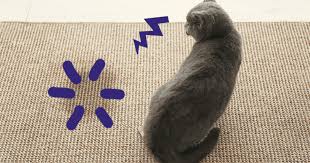Wenn eine katze ins bett pinkelt, ist dies häufig ein ernstzunehmendes signal für stress, unsicherheit oder eine körperliche erkrankung. Deine Katze Pinkelt Ins Bett 5 Grunde Notfalltipps