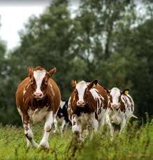Cows Headed Towards The Barn Cow Pictures Farm Animals Cow Calf
