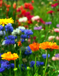 Buy Flower Seeds Online Largest Range In Australia Mr Fothergill S