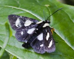 This identification guide only includes butterflies found in the museum's butterfly rainforest exhibit. Black Butterfly With White Spots And Wooly Legs Alypia Octomaculata Bugguide Net