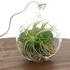 Air plants, called tillandsia, grow to be a variety of different sizes, so it's worth picking the ones you want before choosing a terrarium container. Hanging Air Plant Terrarium Kit
