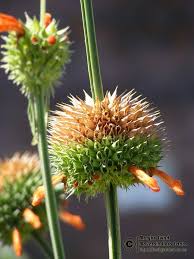 Image result for Leonotis nepetifolia