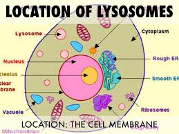 Lysosomes location in animal cell. Lysosomes In Animal Cells