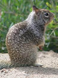 Sometimes, we run out to check a. California Ground Squirrel S Izobrazheniyami Zabavnosti Belka