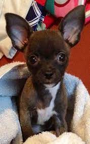 Pin By Minnie Sheppard On Chihuahuas Chihuahua Dogs Chihuahua Puppies Cute Chihuahua