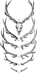 antlers an overview sciencedirect topics