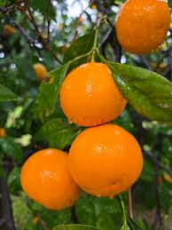 We are OPEN for the 2024 season!