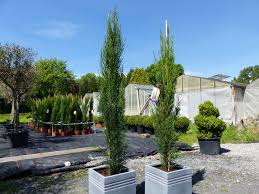 Dabei gibt es kaum einen garten, in dem sie keinen festen platz gefunden haben. 6x Mittelmeerzypresse 160 Cm Saulen Toskana Zypressen Zypresse Cupressus Semper Ebay
