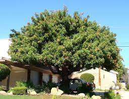 Brazilian Pepper Tree Water Wise Plants Healing Plants Landscaping Plants
