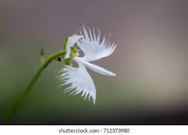 Image result for Habenaria cirrhata