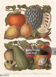 Image result for Sapotaceae
