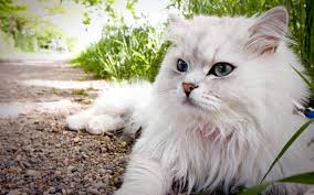 Https Www Durmaplay Com Product World Of Warcraft Gold Wow Altin Prepaid Cdkey World Of Warcraft Iran Kedisi Kedi Resimler