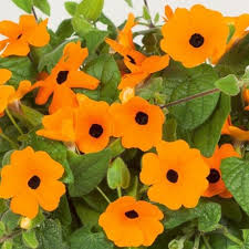 Flowering climbers in particular make a really attractive feature in any garden. Climber Plants And Creeper Plants By Crocus