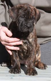 Dog Breed Info Panosundaki Pin