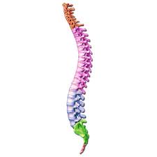 What is the composition of the backbone of dna? Vertebral Labeling Quiz