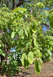 Image result for Pericopsis