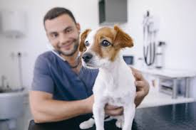 Top 10 Des Metiers En Lien Avec Les Animaux