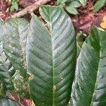 Image result for Coula edulis