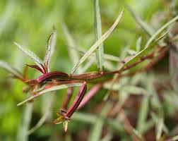 Image result for Ludwigia octovalvis