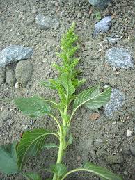 Image result for Amaranthaceae