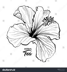 Epingle Par Sana Chater Sur Dessin Dessin Hibiscus Tatouages De Fleurs D Hibiscus Tatouage Hibiscus