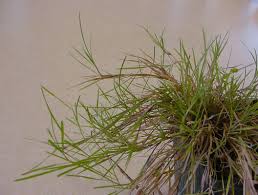 Image result for Agrostis products
