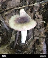 Image result for Russula mariae