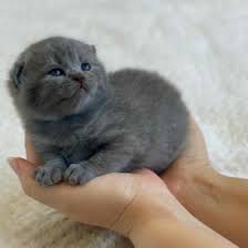 Cattery in uk are the exclusive shell colours and the unique black nosed british shorthair & british longhair cats in the silver shaded & pointed lines, they have an. Our British Shorthair Kittens Mishcats British Shorthair Kittens