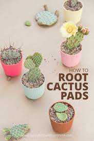 Simply grab a cactus pad using your tongs or a piece of cloth to break off the pad from the main plant. How To Propagate Cactus Pads Succulents And Sunshine