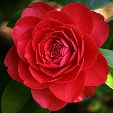Camellia Paulette Goddard Flowers Camellia Camellia Flower