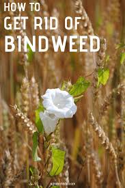 Choking plants with its alien like twisting stems and trumpet white flowers. How To Get Rid Of Bindweed With Chemicals And Organic Methods