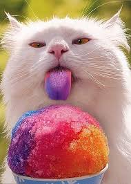 Chat Humour Part 4 Cute Animals Funny Cats Cat Pics