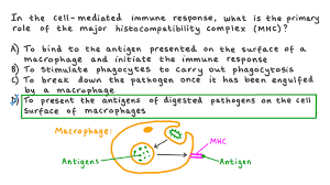 Image result for Major Histocompatibility Complex