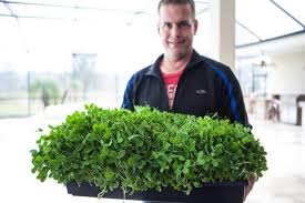 Move the fish immediately around the pan to make sure they don't stick to the pan. How To Grow Pea Shoots Steamy Kitchen Recipes Giveaways