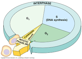 Bioflix Activity Mitosis The Cell Cycle The Cell Cycle