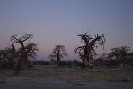Kubu Island Makgadikgadi Pans Island Botswana Outdoor