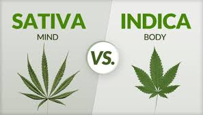 Sativa Vs Indica Know The Major Differences Guide