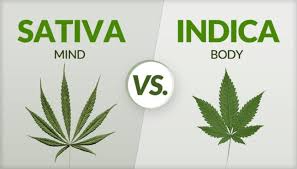 sativa vs indica know the major differences guide