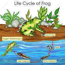 Education Chart Of Biology For Life Cycle Of Frog Diagram