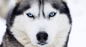 It's popularity is due to the fact that it is one of the cutest puppies you will ever see. Teacup Pomeranian Husky Mix