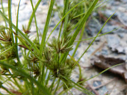 Image result for Cyperus cyperoides