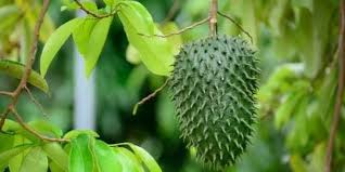 Dilengkapi sistem pembersih yang dapat menyingkirkan bau yang tidak menyenangkan : Manfaat Daun Sirsak Untuk Paru Paru Ketahui Cara Mengolahnya Merdeka Com