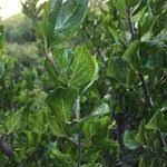 Image result for Afrocanthium mundianum