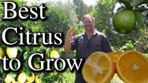 Dwarf citrus is topped low, as a result, grow as a bush. Top Five Citrus Fruit Trees To Grow In Your Backyard Youtube